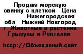 Продам морскую свинку с клеткой › Цена ­ 1 000 - Нижегородская обл., Нижний Новгород г. Животные и растения » Грызуны и Рептилии   